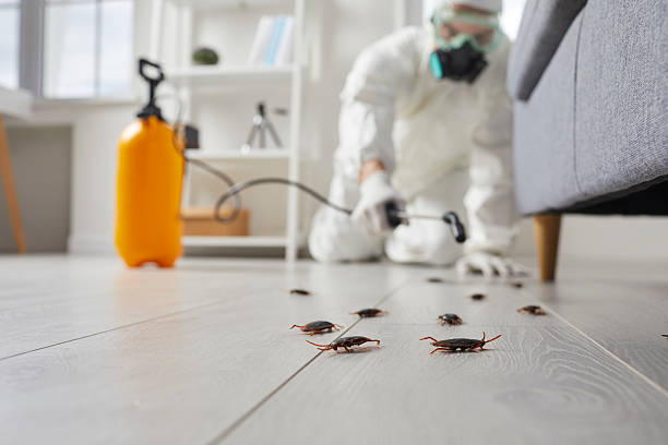 Trusted Termite Control service in Clearwater, FL - Nex Pest Control